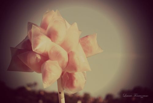 Fotografia de Laura Ferrazzano - Galeria Fotografica: Summer - Foto: 