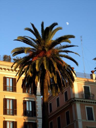 Fotografia de Bogdan W - Galeria Fotografica: Varias - Foto: Palmera