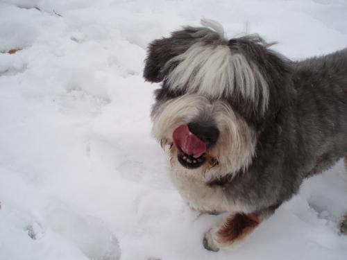 Fotografia de  - Galeria Fotografica: Mascotas - Foto: Bushy