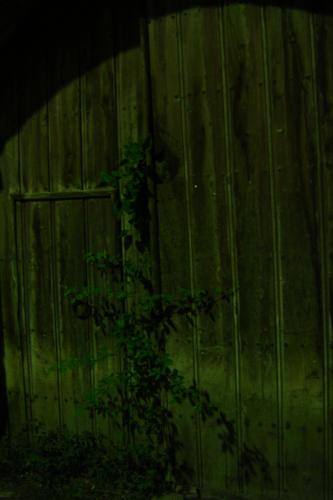 Fotografia de  - Galeria Fotografica: Paseando - Foto: El jard�n preso