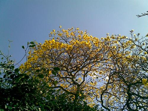 Fotografia de Ricardo G. Silveira - Galeria Fotografica: Naturaleza - Foto: Arbol