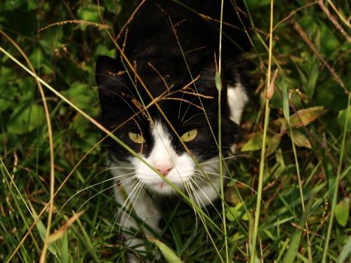 Fotografia de Zayari - Galeria Fotografica: Variadas - Foto: Negra