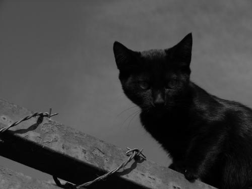 Fotografia de Zayari - Galeria Fotografica: Variadas - Foto: un gatito en pistoia