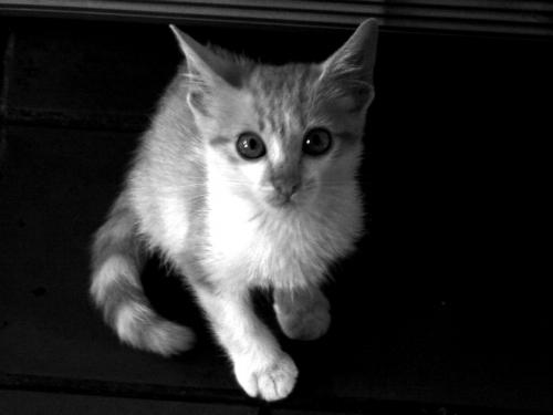 Fotografia de Zayari - Galeria Fotografica: Variadas - Foto: Minino