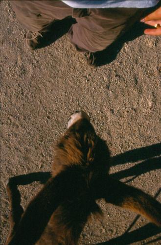 Fotografia de JUANSAN - Galeria Fotografica: AUTORRETRATOS - Foto: A VER QUIEN ES MS BURRO?