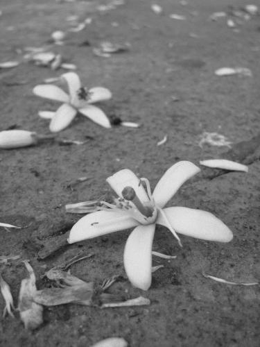 Fotografia de Gala - Galeria Fotografica: Mixed - Foto: Primavera