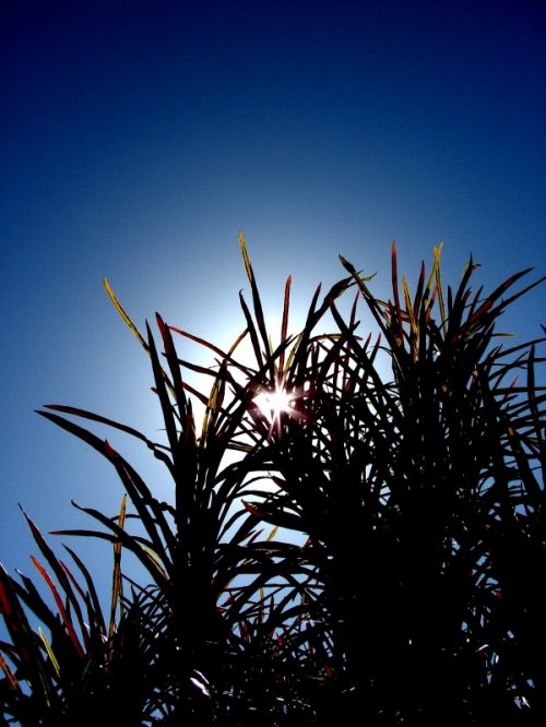 Fotografia de Zayari - Galeria Fotografica: Variadas - Foto: nice blu