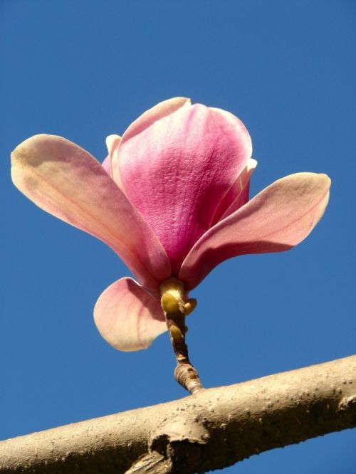 Fotografia de Zayari - Galeria Fotografica: Variadas - Foto: lleg� la primavera