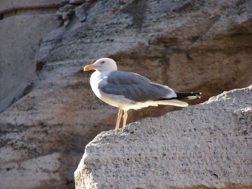 Fotografia de Zayari - Galeria Fotografica: Variadas - Foto: gavoita romana