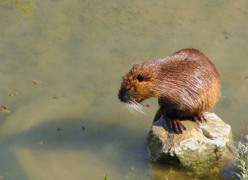 Fotografia de Zayari - Galeria Fotografica: Variadas - Foto: nutria fiorentina