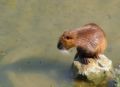 Fotos de Zayari -  Foto: Variadas - nutria fiorentina