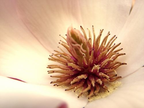 Fotografia de Zayari - Galeria Fotografica: Variadas - Foto: 