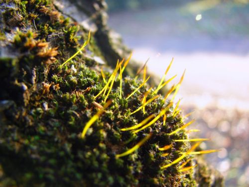 Fotografia de Zayari - Galeria Fotografica: Variadas - Foto: en el arbol