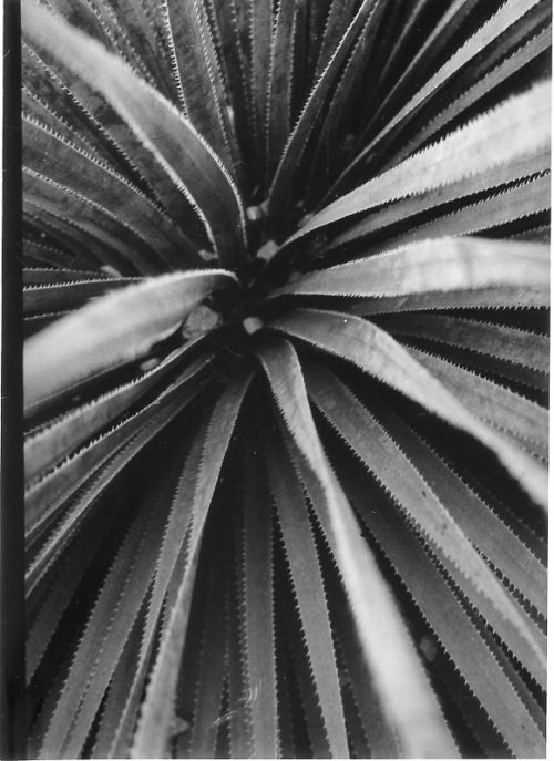 Fotografia de Ronald Corrales - Galeria Fotografica: Nautraleza venezolana - Foto: Naturas