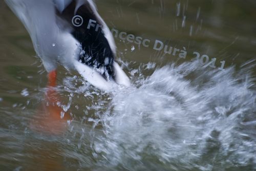 Fotografia de Francesc Dur - Galeria Fotografica: Albufera de Valncia - Foto: 