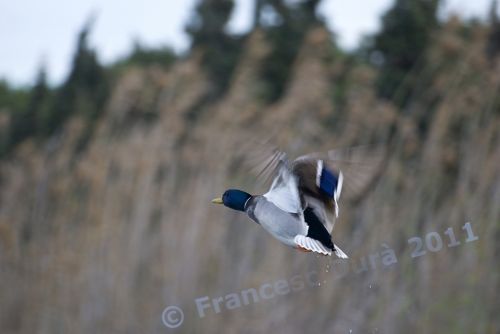 Fotografia de Francesc Dur - Galeria Fotografica: Albufera de Valncia - Foto: 