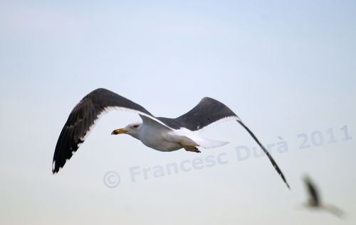 Fotografia de Francesc Dur - Galeria Fotografica: Albufera de Valncia - Foto: 