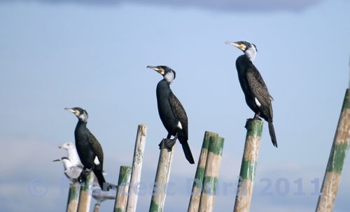 Fotografia de Francesc Dur - Galeria Fotografica: Albufera de Valncia - Foto: 