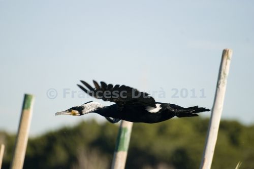 Fotografia de Francesc Dur - Galeria Fotografica: Albufera de Valncia - Foto: 