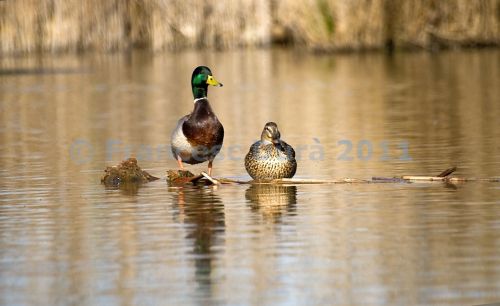 Fotografia de Francesc Dur - Galeria Fotografica: Albufera de Valncia - Foto: 