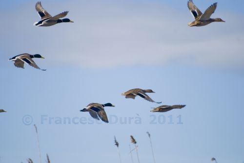 Fotografia de Francesc Dur - Galeria Fotografica: Albufera de Valncia - Foto: 