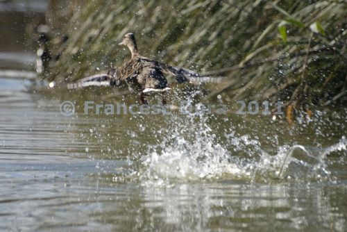 Fotografia de Francesc Dur - Galeria Fotografica: Albufera de Valncia - Foto: 
