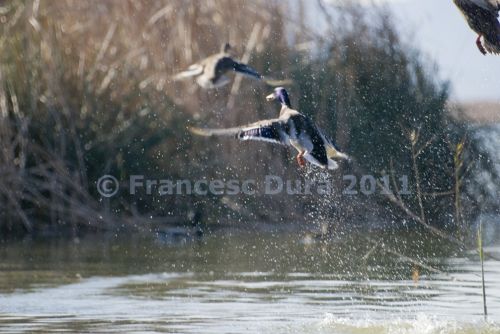 Fotografia de Francesc Dur - Galeria Fotografica: Albufera de Valncia - Foto: 