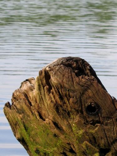 Fotografia de Cesar Magaa - Galeria Fotografica: Mi Pasin - Foto: Ballena de Madera