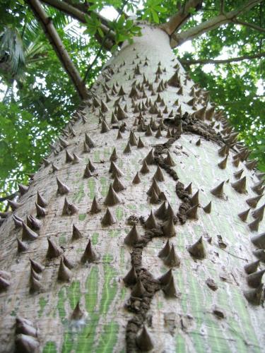 Fotografia de Cesar Magaa - Galeria Fotografica: Mi Pasin - Foto: Tortuoso Camino