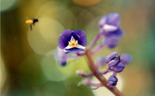 Fotografia de Cesar Magaa - Galeria Fotografica: Mi Pasin - Foto: Sutil acercamiento