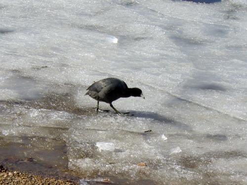 Fotografia de Ale Vallet - Galeria Fotografica: tierras frias - Foto: especie extraa exproradora