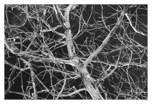 Fotografia de mich - Galeria Fotografica: bn mich - Foto: invierno