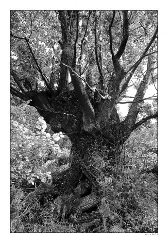 Fotografia de mich - Galeria Fotografica: bn mich - Foto: castao