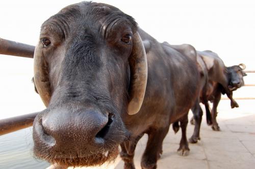 Fotografia de mmviatges - Galeria Fotografica: Les mirades de Shiva - Foto: 	jugant a ser vaques							