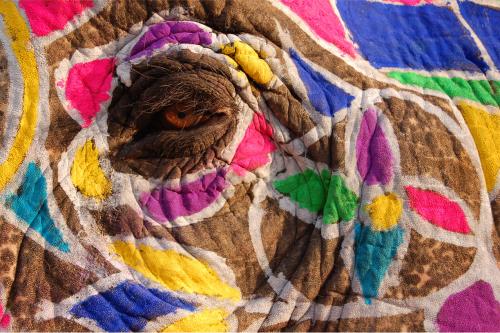 Fotografia de mmviatges - Galeria Fotografica: Les mirades de Shiva - Foto: 		La mirada de Ganesha						