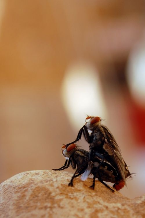 Fotografia de mmviatges - Galeria Fotografica: Les mirades de Shiva - Foto: Lingam