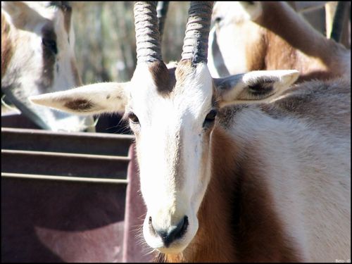 Fotografia de Beto - Galeria Fotografica: Un  Paseo  al Zoo - Foto: 