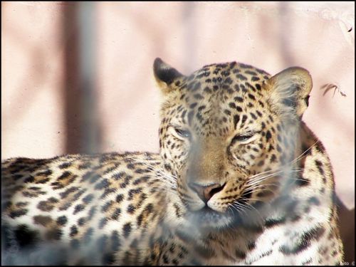 Fotografia de Beto - Galeria Fotografica: Un  Paseo  al Zoo - Foto: 