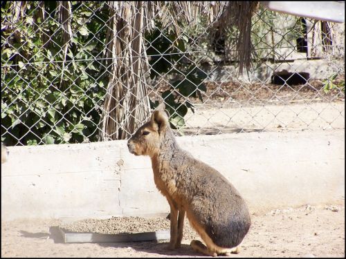 Fotografia de Beto - Galeria Fotografica: Un  Paseo  al Zoo - Foto: 