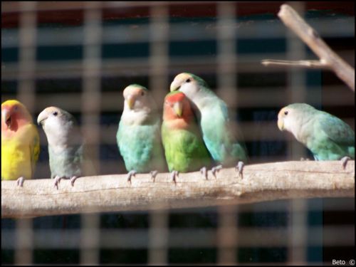 Fotografia de Beto - Galeria Fotografica: Un  Paseo  al Zoo - Foto: 