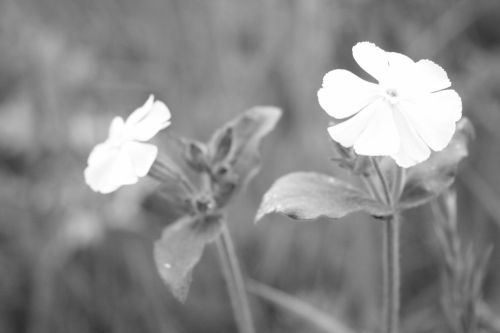 Fotografia de kiara's photos - Galeria Fotografica: Black and White - Foto: 