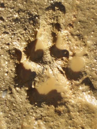 Fotografia de  - Galeria Fotografica: Texturas - Foto: Ha estado aqui...