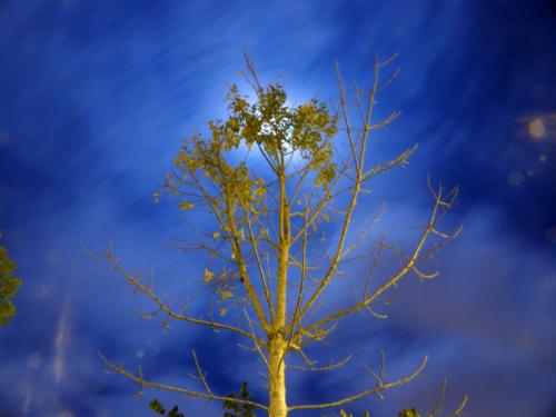 Fotografia de Carlos Andres - Galeria Fotografica: Mis fotos - Foto: Arbol Nocturno