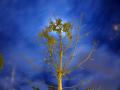 Fotos de Carlos Andres -  Foto: Mis fotos - Arbol Nocturno