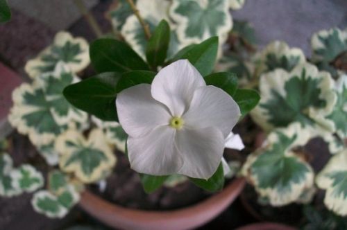 Fotografia de lihu - Galeria Fotografica: Millones de colores! - Foto: 