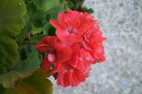 Fotografia de lihu - Galeria Fotografica: Millones de colores! - Foto: 