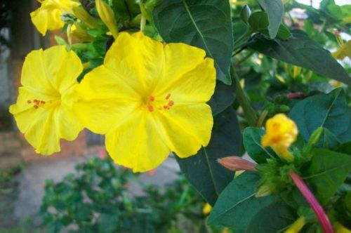 Fotografia de lihu - Galeria Fotografica: Millones de colores! - Foto: 