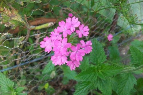 Fotografia de lihu - Galeria Fotografica: Millones de colores! - Foto: 