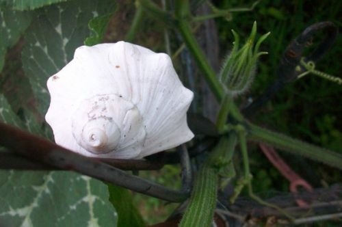 Fotografia de lihu - Galeria Fotografica: Millones de colores! - Foto: 