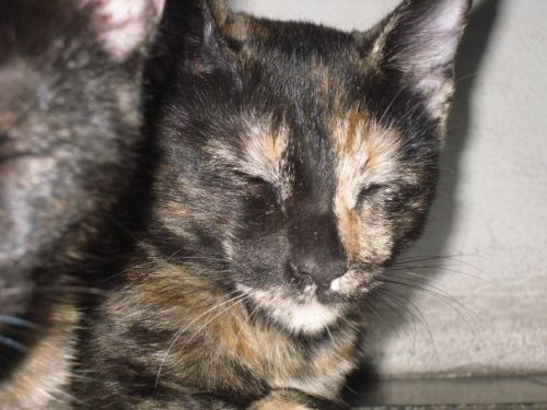 Fotografia de lihu - Galeria Fotografica: Bigotes y patitas - Foto: 